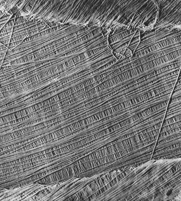 Framed Print : Coloured SEM Print of Algae Cell Wall Structure Framed Print : Coloured SEM Print of Algae Cell Wall Structure