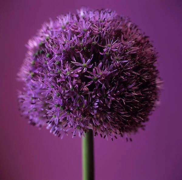 Allium flower (Allium sp. )