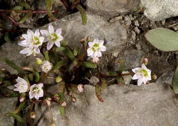 Alpine lewisia (Lewisia pygmaea)