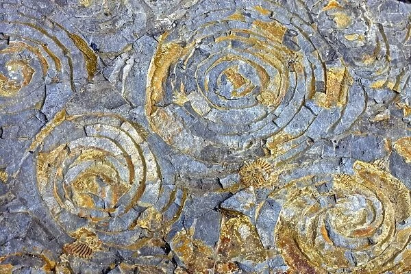 Ammonite and bivalve fossils C017  /  8487