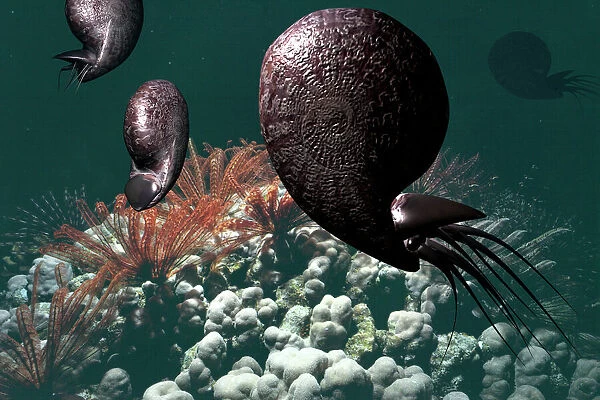Ammonites. Computer artwork of ammonites in the sea during the Devonian period