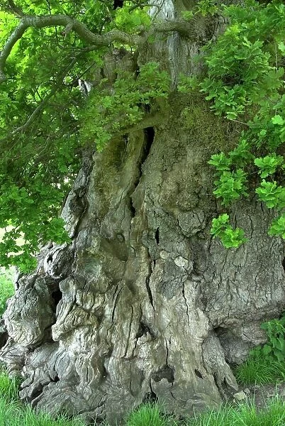 Ancient English oak (Quercus rober) tree