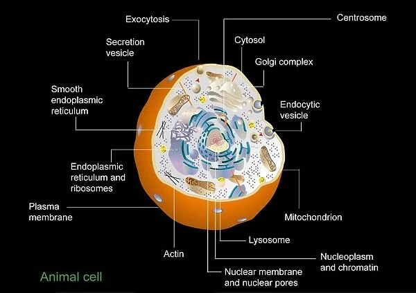 Animal cell anatomy, diagram available as Framed Prints, Photos, Wall Art  and Photo Gifts #6317819