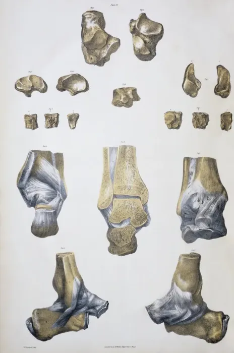 Framed Print : Ankle Bones and Ligaments Print Framed Print : Ankle Bones and Ligaments Print