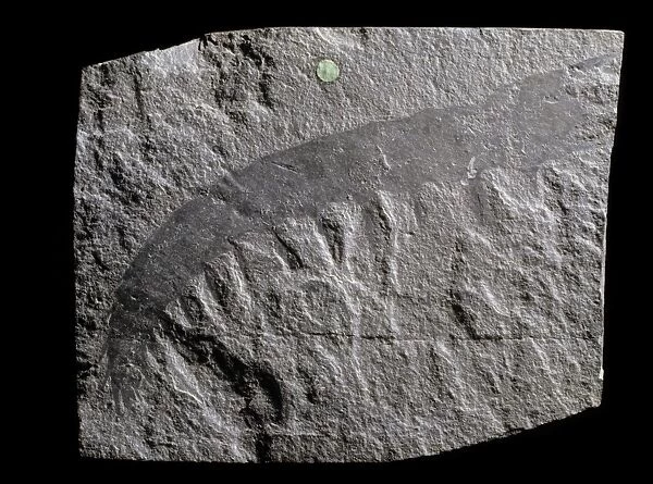 Anomalocaris canadensis, arthropod fossil C016  /  4925