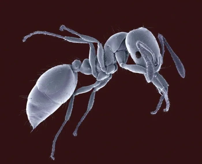 Framed Print : Coloured SEM Print of an Ant's Head