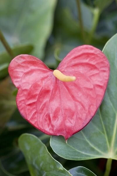 Anthurium Red Love
