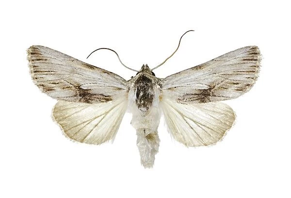 Antirrhinum brocade moth C016  /  2094
