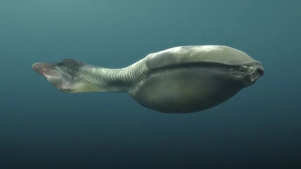 Arandaspis prehistoric fish
