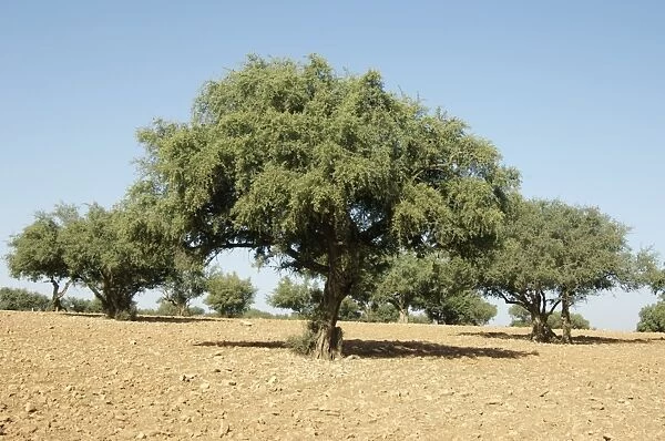 Argan trees (Argania spinosa)