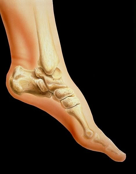 Artwork of bones in human ankle joint & foot