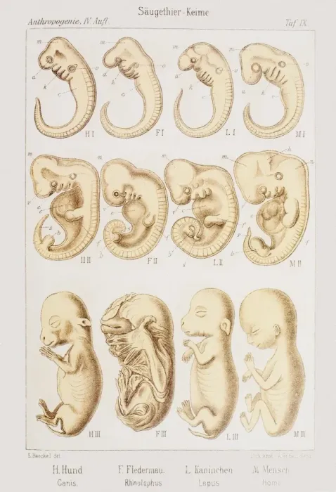 Framed Print : Embryonic Development Print, 1891 Framed Print : Embryonic Development Print, 1891