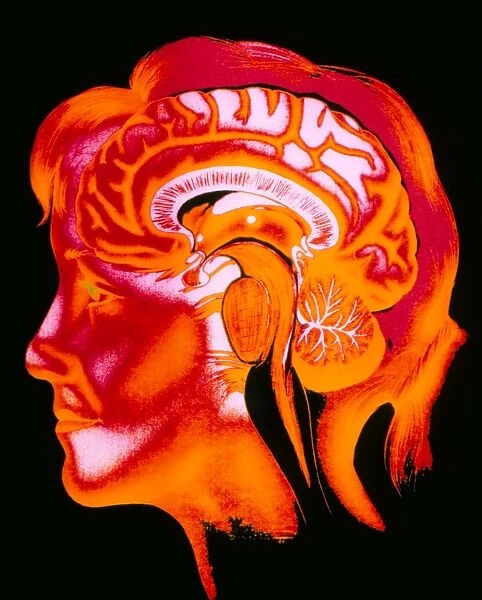 Artwork of the human brain in head, profile