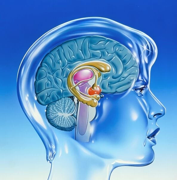 Artwork of the limbic system of the human brain