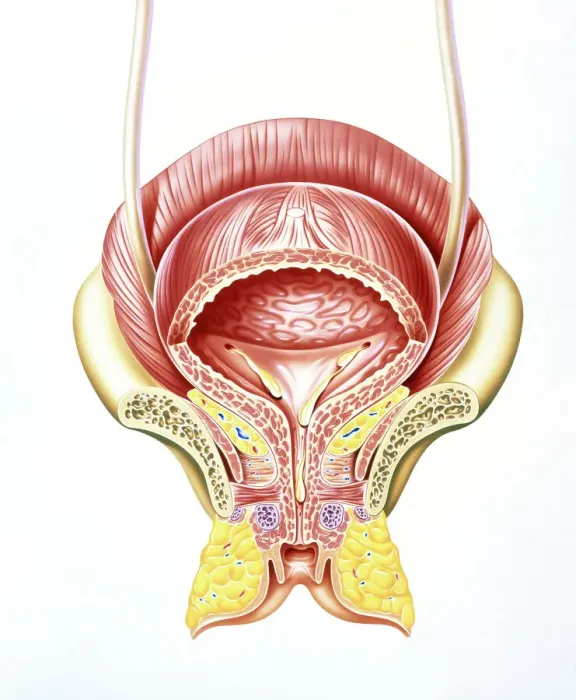 Framed Print : Section through the female bladder Print Framed Print : Section through the female bladder Print
