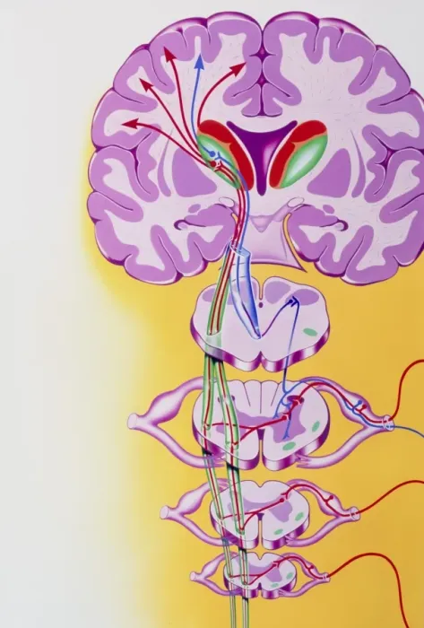 Framed Print : Brain Nerve Pathways Print Framed Print : Brain Nerve Pathways Print