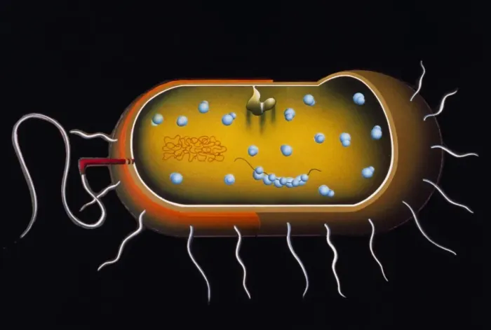 Framed Print : Bacterial Cell Structure Print Framed Print : Bacterial Cell Structure Print