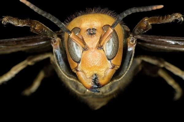 Asian giant hornet head