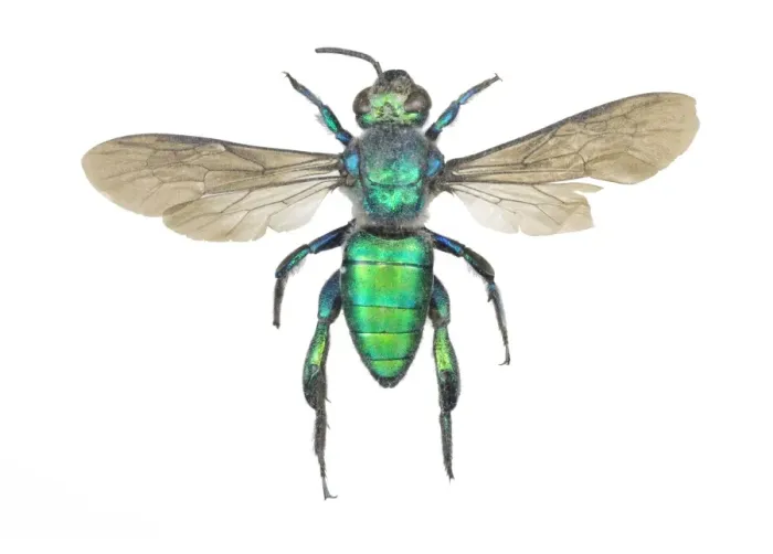 Framed Print : Augochlora pura Sweat Bee Print Framed Print : Augochlora pura Sweat Bee Print