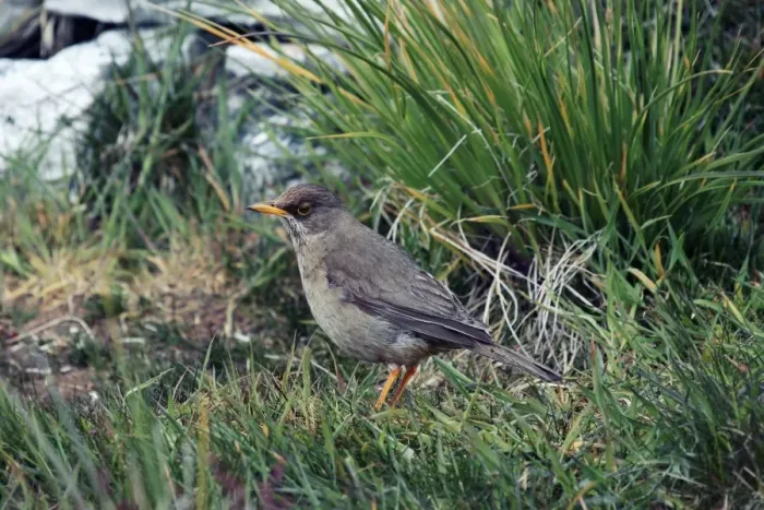 Framed Print : Austral Thrush Print Framed Print : Austral Thrush Print