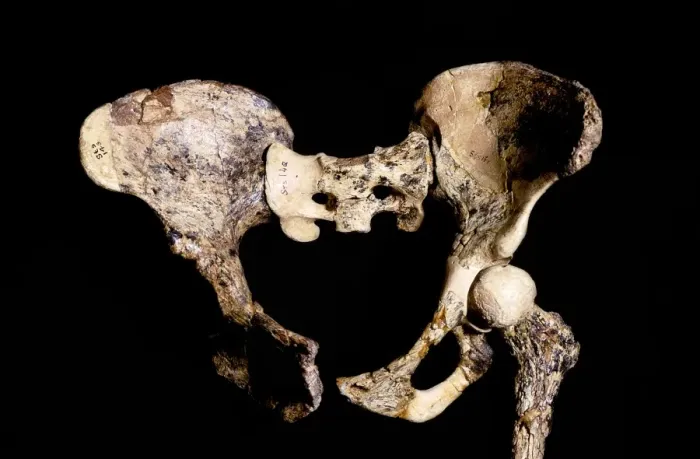 Framed Print : Australopithecus africanus pelvis print Framed Print : Australopithecus africanus pelvis print