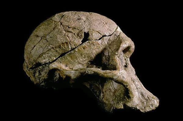 Australopithecus africanus skull (STS-5) C015  /  6916