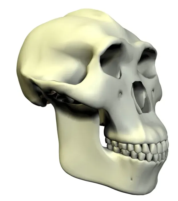 Framed Print : Australopithecus boisei skull Print Framed Print : Australopithecus boisei skull Print