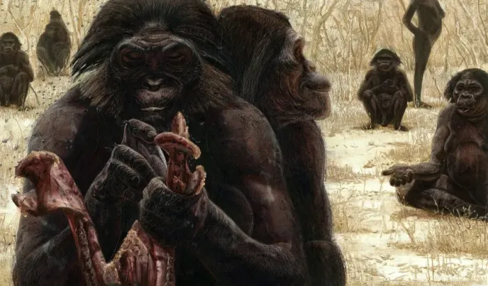 Framed Print : Australopithecus garhi eating meat Print Framed Print : Australopithecus garhi eating meat Print