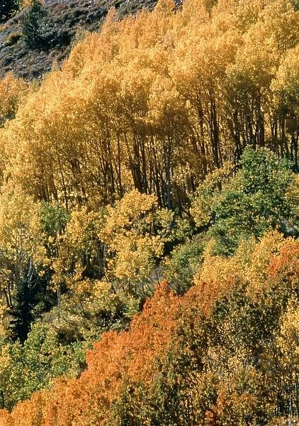 Autumn aspen trees