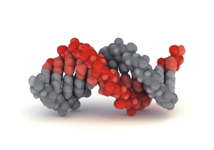 Framed Print : B-DNA Molecule Print: A Double Helix Structure Framed Print : B-DNA Molecule Print: A Double Helix Structure