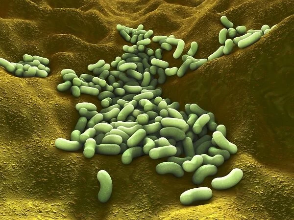 Bacteria, artwork