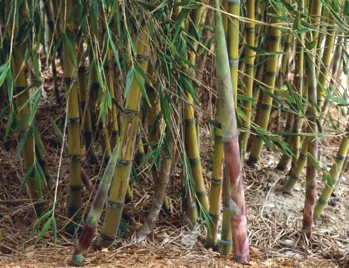 Framed Print : Bamboo Print (Chusquea culeou) Framed Print : Bamboo Print (Chusquea culeou)