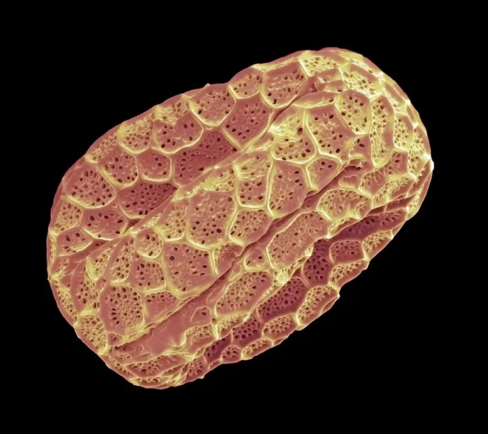 Framed Print : Basil pollen grain Print, SEM image Framed Print : Basil pollen grain Print, SEM image