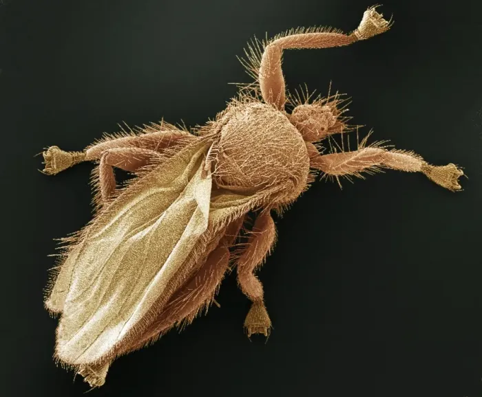 Framed Print : Bat Fly Print, SEM Image of a Bat Fly Framed Print : Bat Fly Print, SEM Image of a Bat Fly