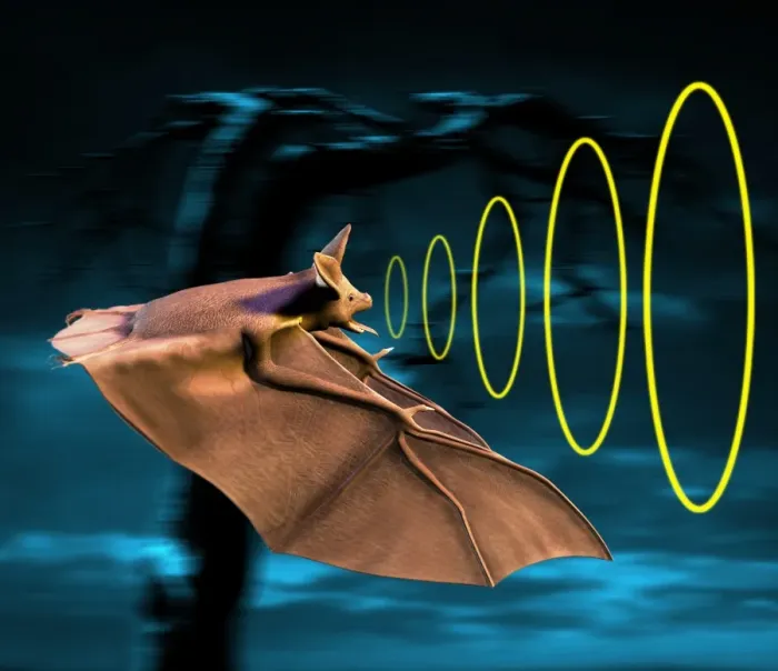 Framed Print : Bat Sonar Echolocation System Print Framed Print : Bat Sonar Echolocation System Print