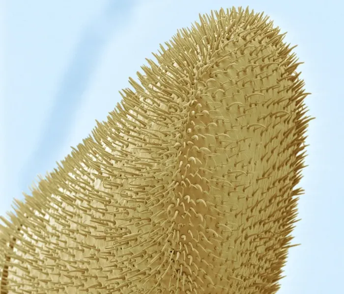 Framed Print : Bee Antenna SEM Print Framed Print : Bee Antenna SEM Print