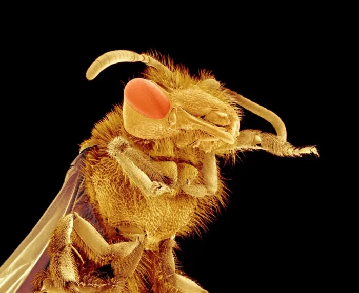 Framed Print : Coloured SEM Print of Bee Framed Print : Coloured SEM Print of Bee