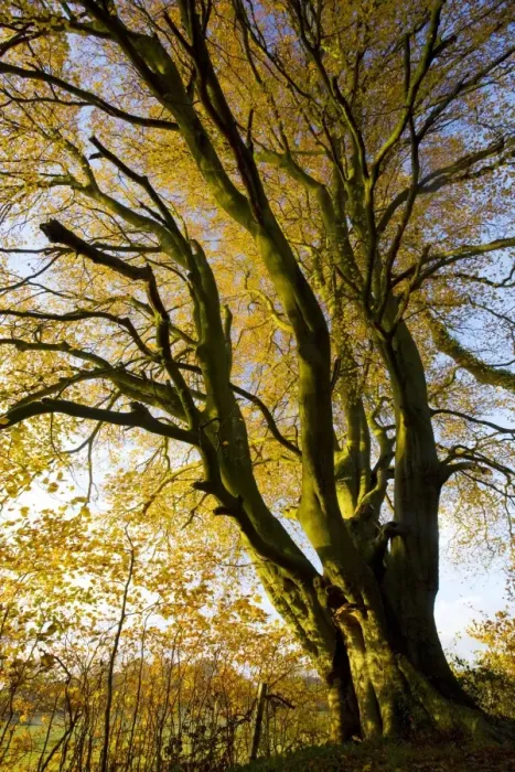 Framed Print : Beech Tree Autumn Print Framed Print : Beech Tree Autumn Print