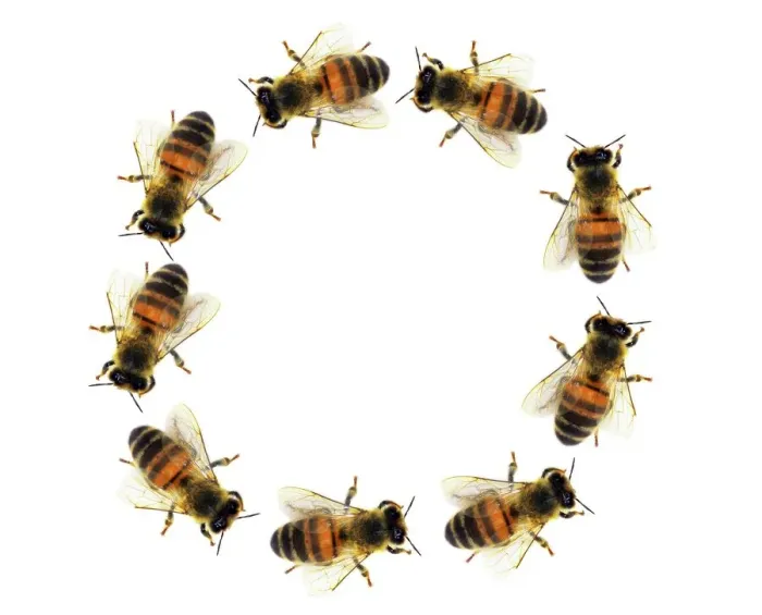 Framed Print : Bees in a Circle Print Framed Print : Bees in a Circle Print