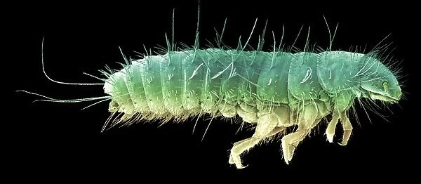 Beetle larva, SEM