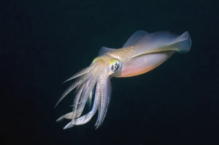 Framed Print : Bigfin reef squid Print Framed Print : Bigfin reef squid Print