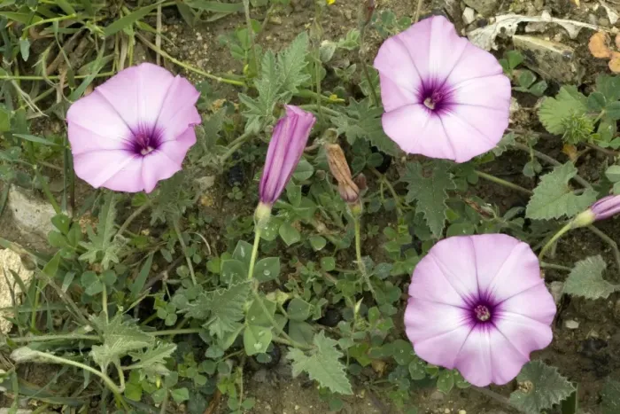 Framed Print : Bindweed Print, Mallow-leaved in Flower Framed Print : Bindweed Print, Mallow-leaved in Flower