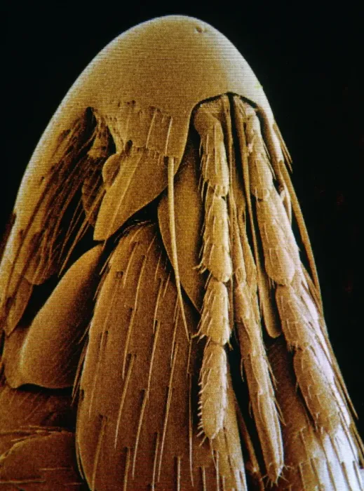 Framed Print : Bird flea head, Print Framed Print : Bird flea head, Print