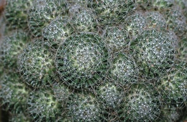 Birds nest pincushion cactus