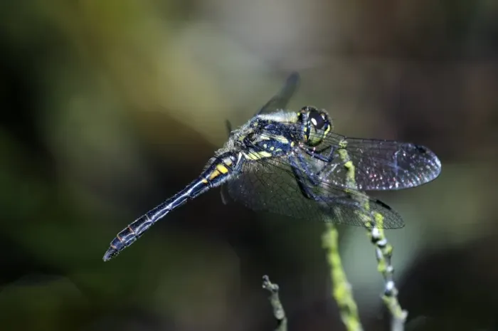 Framed Print : Black Darter Dragonfly Print Framed Print : Black Darter Dragonfly Print