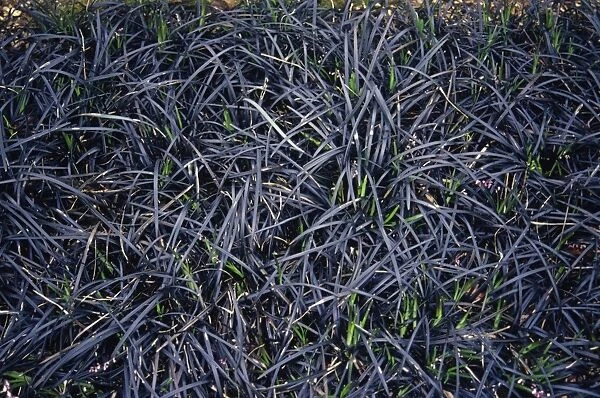 Black Mondo grass