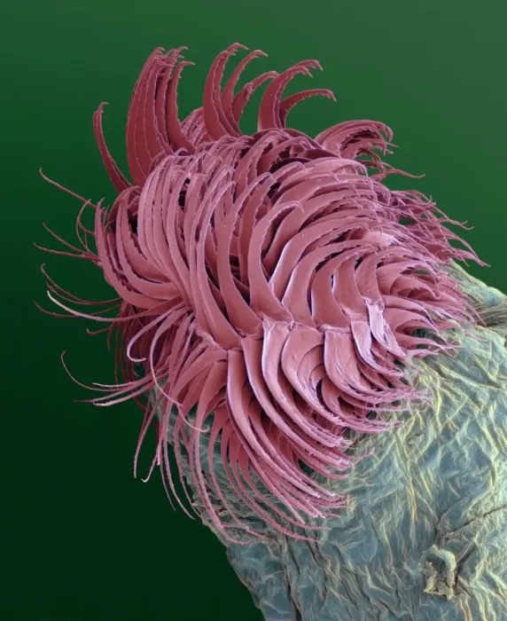 Framed Print : Bloodworm Tail SEM Print Framed Print : Bloodworm Tail SEM Print