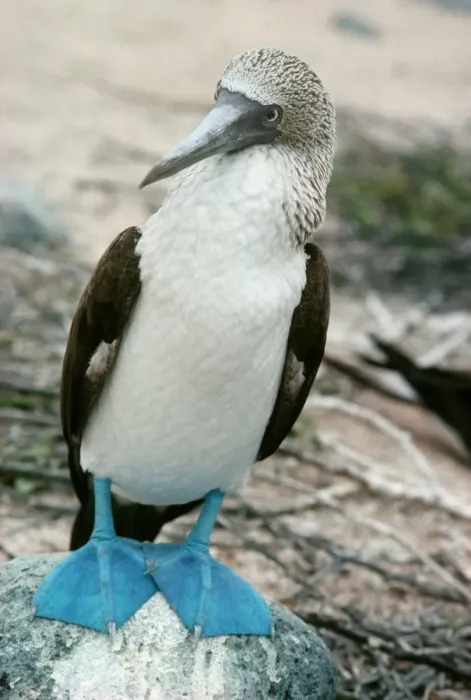 Framed Print : Blue-footed booby Print Framed Print : Blue-footed booby Print