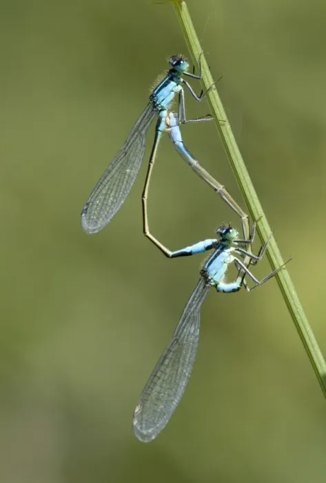 Framed Print : Blue-tailed damselfly mating print Framed Print : Blue-tailed damselfly mating print