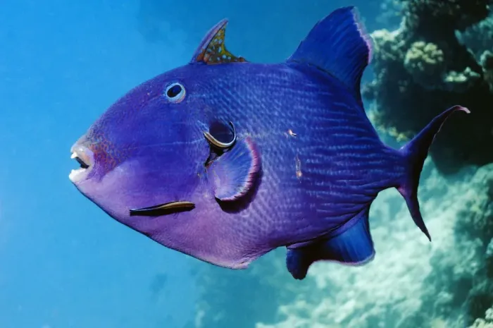 Framed Print : Blue Triggerfish with Cleaner Wrasse Print Framed Print : Blue Triggerfish with Cleaner Wrasse Print
